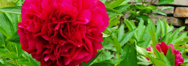 Rote Pfingstrosen